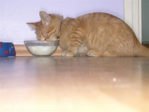 çokomel Erkek Brazilian Shorthair