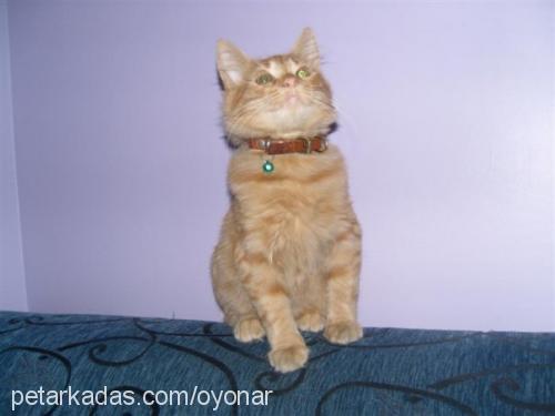 çokomel Erkek Brazilian Shorthair