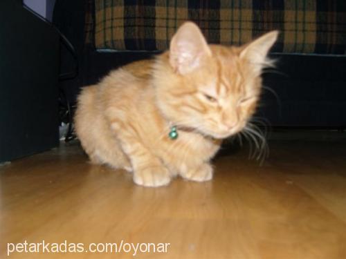 çokomel Erkek Brazilian Shorthair