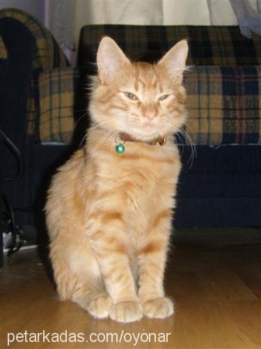 çokomel Erkek Brazilian Shorthair