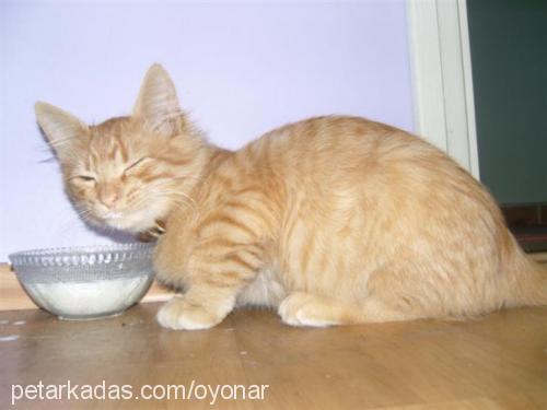 çokomel Erkek Brazilian Shorthair