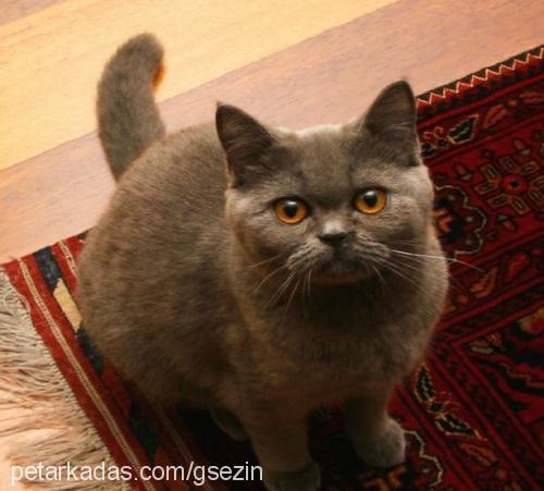 bulut Dişi British Shorthair