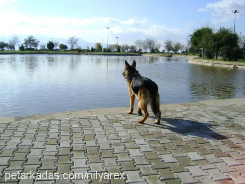 rex Erkek Alman Çoban Köpeği