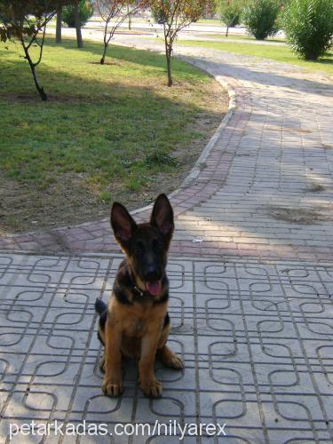 rex Erkek Alman Çoban Köpeği