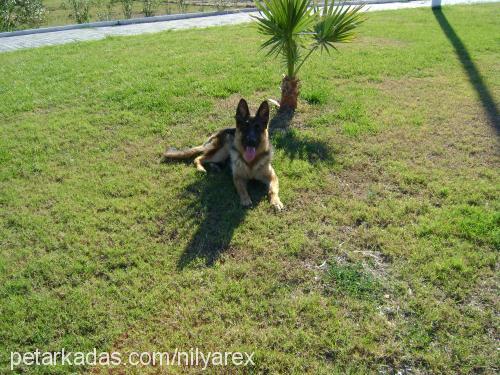 rex Erkek Alman Çoban Köpeği