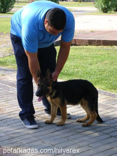 rex Erkek Alman Çoban Köpeği