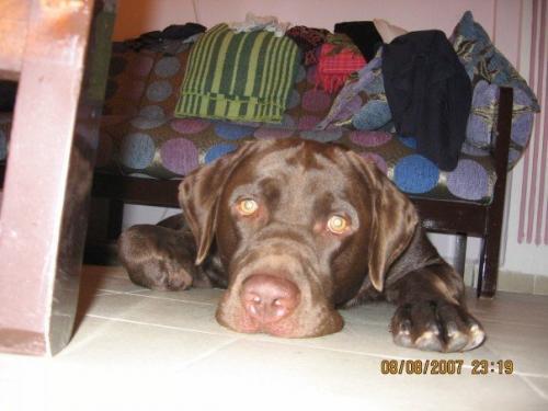 paşa Erkek Labrador Retriever