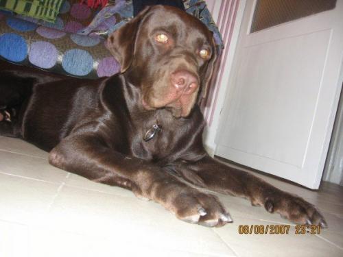 paşa Erkek Labrador Retriever