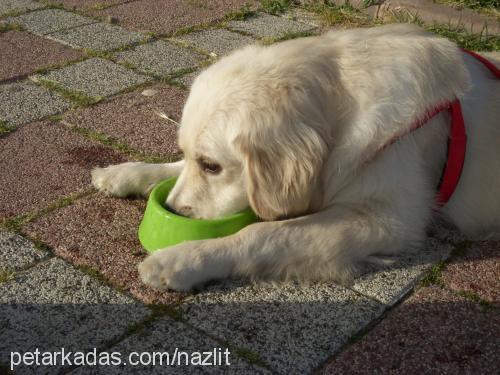 barney Erkek Golden Retriever