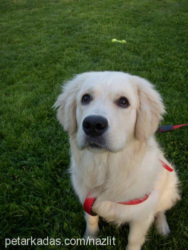 barney Erkek Golden Retriever