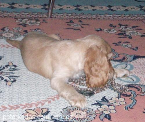 Şarap Dişi Amerikan Cocker Spaniel