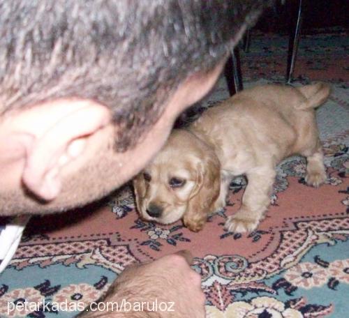 Şarap Dişi Amerikan Cocker Spaniel