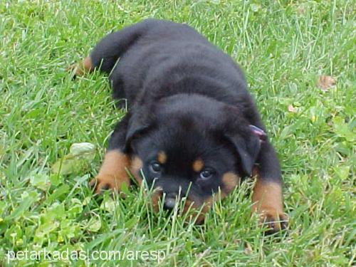 ares Erkek Rottweiler