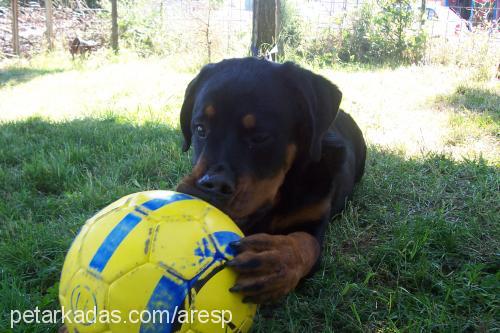 ares Erkek Rottweiler