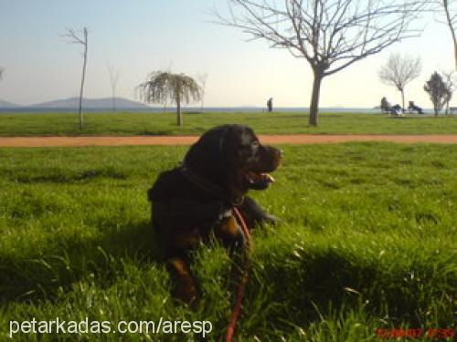 ares Erkek Rottweiler