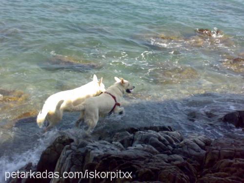 angel Dişi Alman Çoban Köpeği