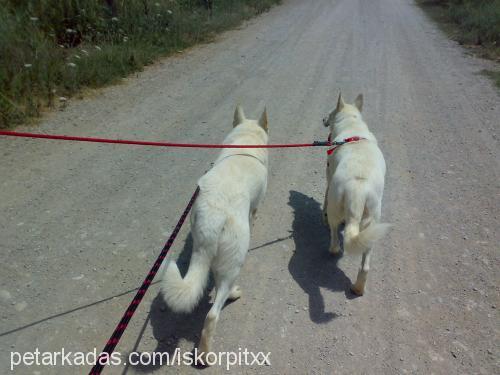 angel Dişi Alman Çoban Köpeği