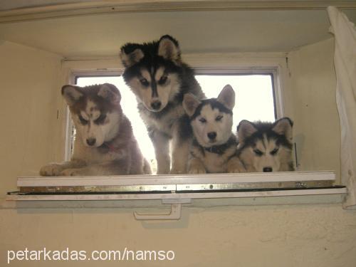 tİla Dişi Sibirya Kurdu (Husky)