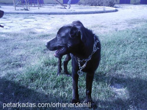 kömür Dişi Labrador Retriever