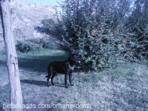 kömür Dişi Labrador Retriever