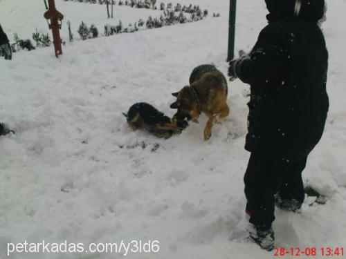 rosie Dişi Alman Çoban Köpeği