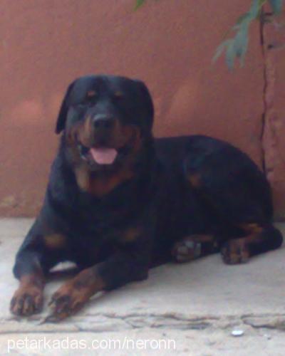 neron Erkek Rottweiler