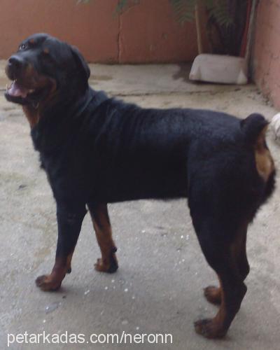 neron Erkek Rottweiler