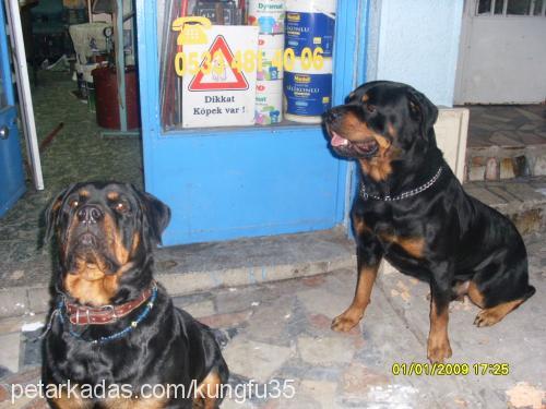 cesur Erkek Rottweiler