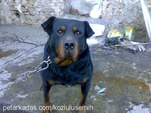 kocamex Erkek Rottweiler