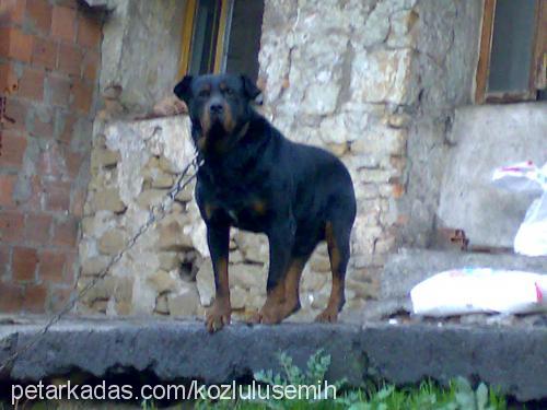 kocamex Erkek Rottweiler