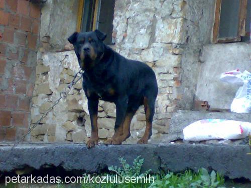 kocamex Erkek Rottweiler