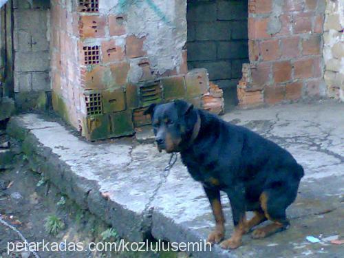 kocamex Erkek Rottweiler