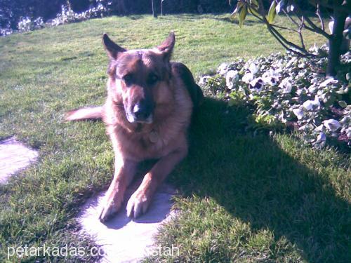 zehir Erkek Alman Çoban Köpeği