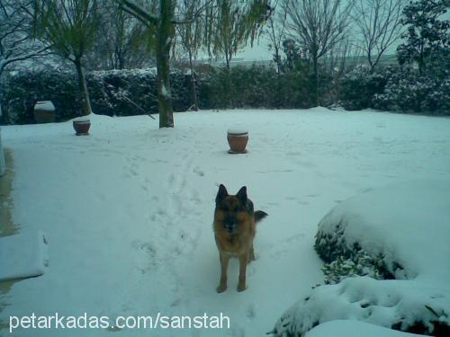 zehir Erkek Alman Çoban Köpeği