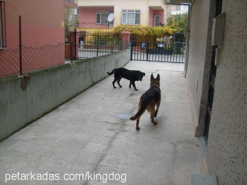 reis Erkek Rottweiler