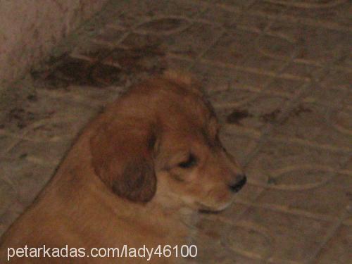 contes Dişi Golden Retriever