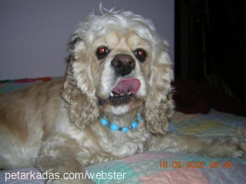 berduŞ Erkek Amerikan Cocker Spaniel