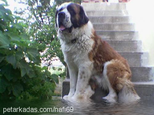 zeus Erkek St. Bernard (Saint Bernard)