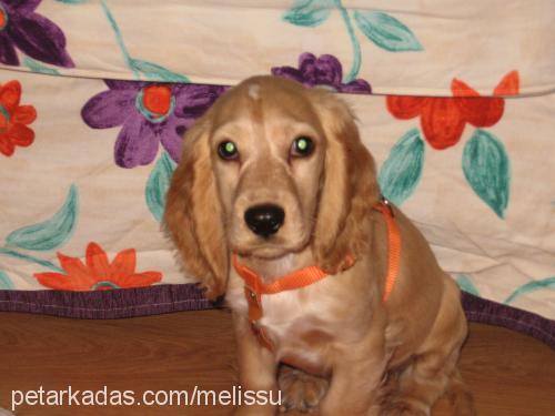 su Dişi İngiliz Cocker Spaniel