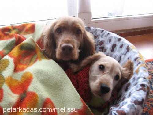 su Dişi İngiliz Cocker Spaniel