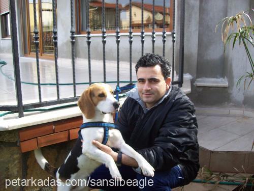 Şansli Erkek Beagle