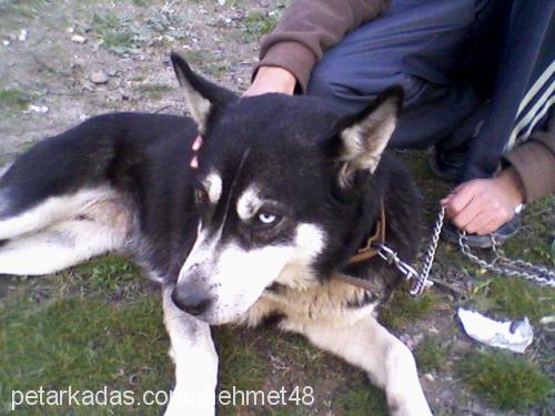 kontes Dişi Sibirya Kurdu (Husky)