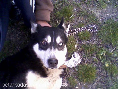 kontes Dişi Sibirya Kurdu (Husky)