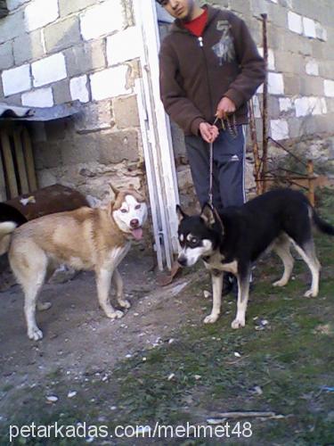 kontes Dişi Sibirya Kurdu (Husky)