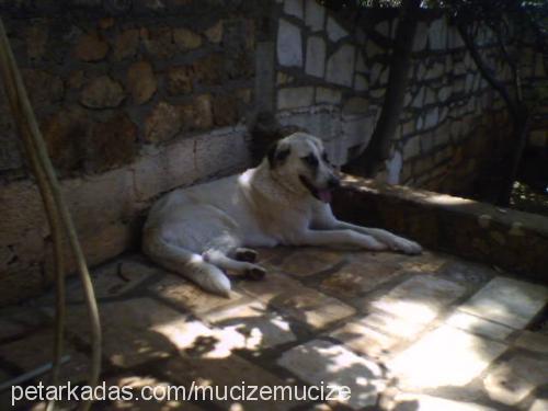 panda Dişi Kangal