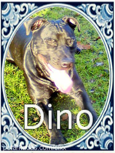 dino Erkek Amerikan Staffordshire Terrier