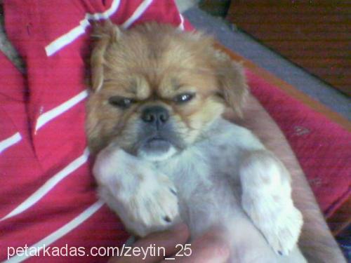 zeytin Erkek Pekingese