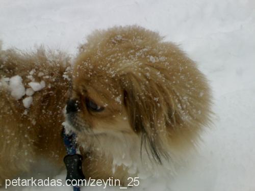 zeytin Erkek Pekingese