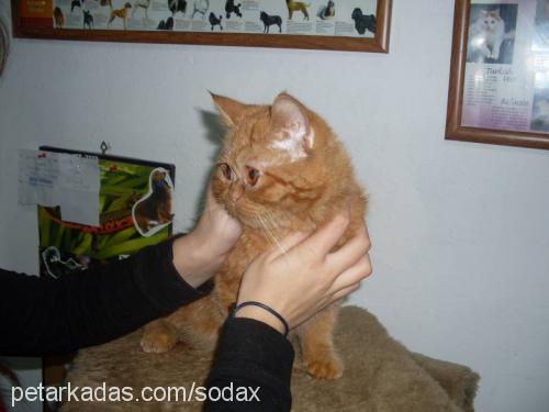 google Erkek Exotic Shorthair