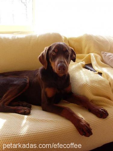 kızıldobi Dişi Doberman Pinscher